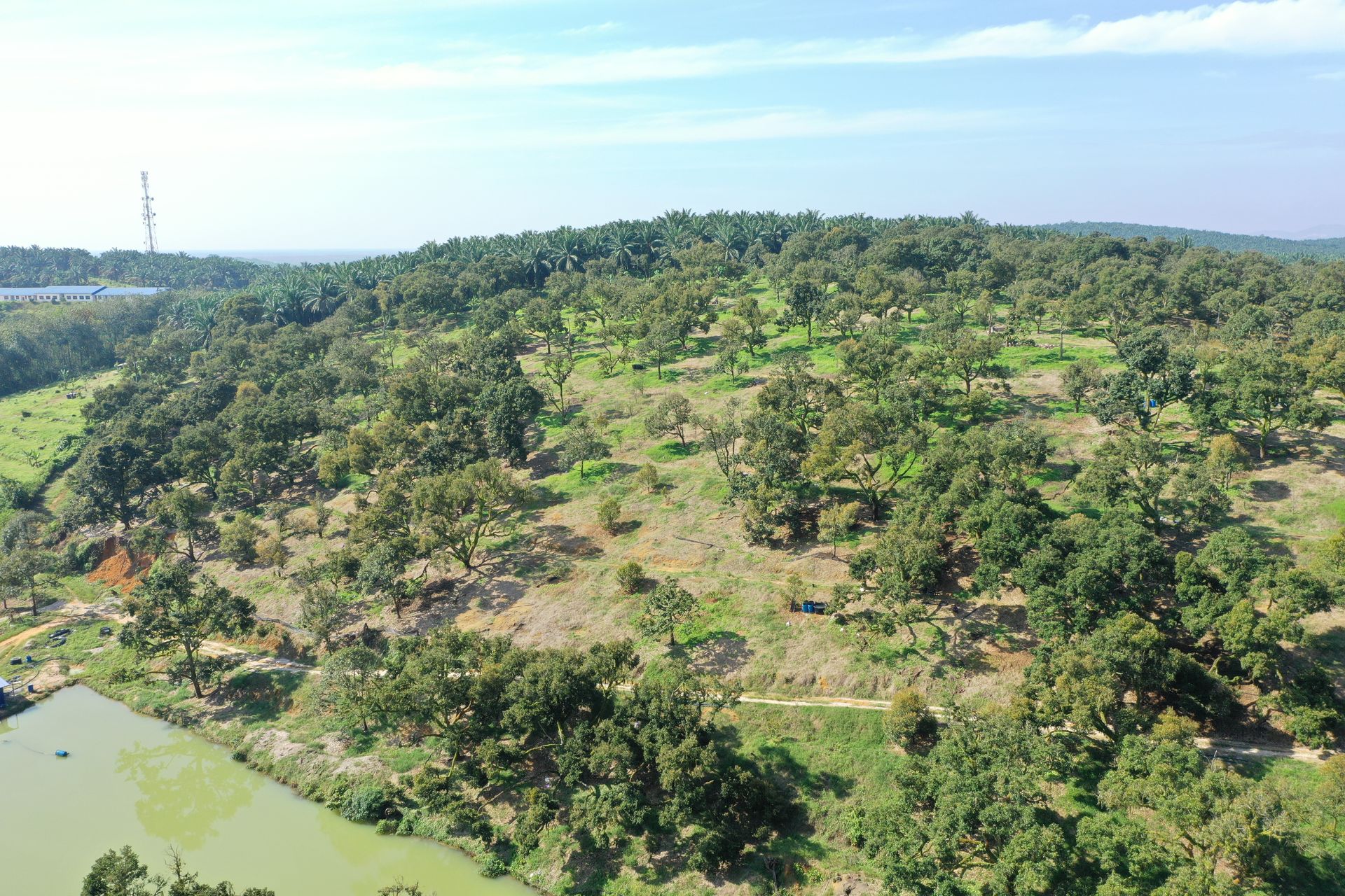 An aerial view of a lush green forest with a lake in the foreground.