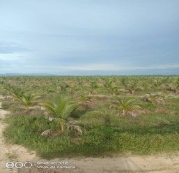 A field of palm trees with a blue sky in the background.