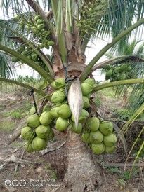 A bunch of coconuts hanging from a coconut tree.
