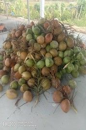 A pile of coconuts sitting on top of a table.