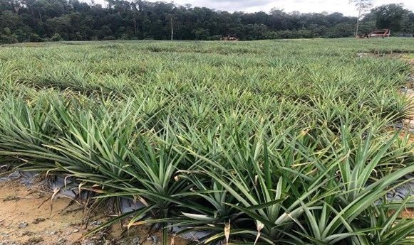 A field of pineapple plants growing in the dirt