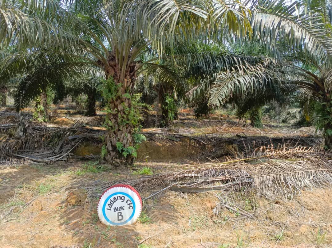 棕榈树种植园中间有一块标志。