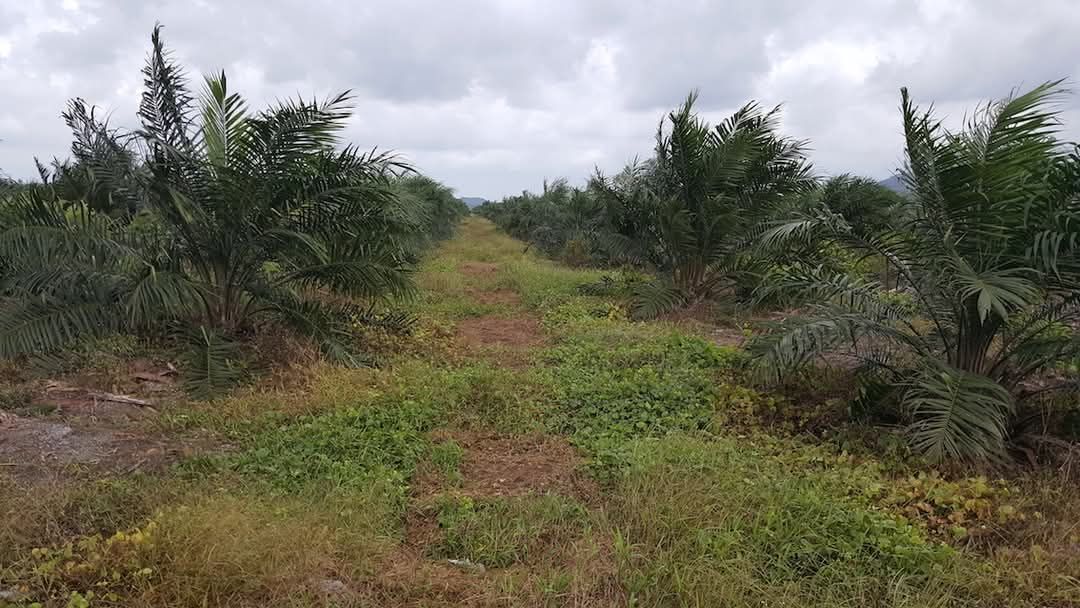 阴天时一条被树木环绕的土路。