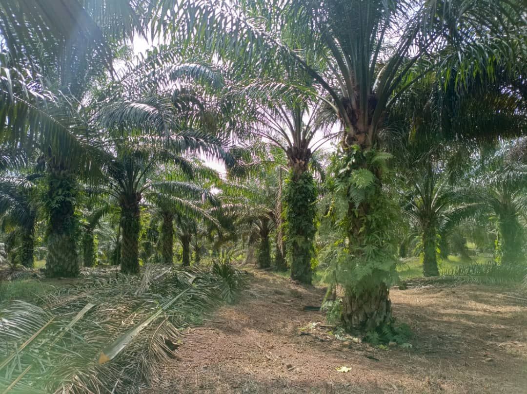 森林中间有很多棕榈树。