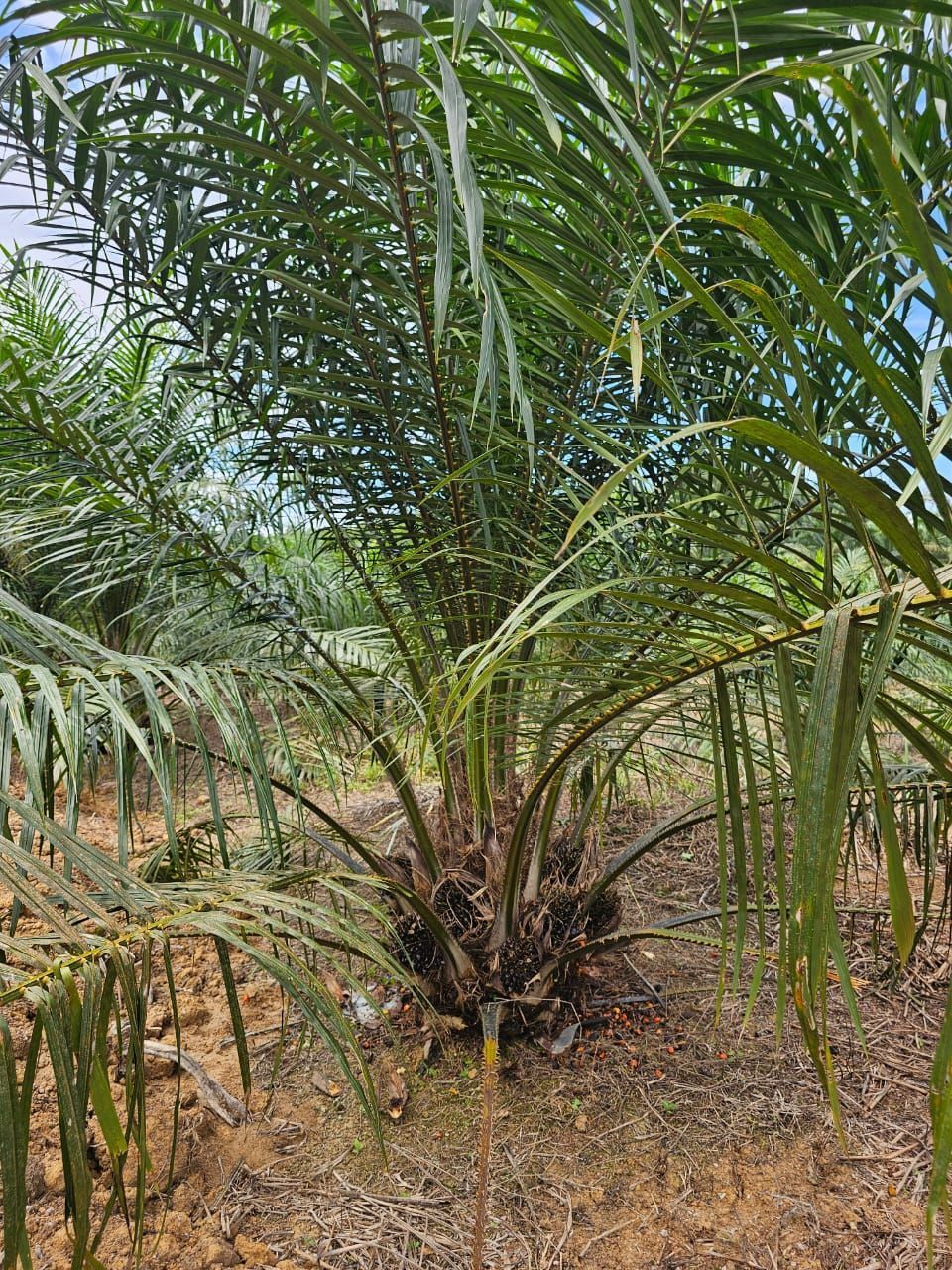 一棵棕榈树生长在田野的中央。