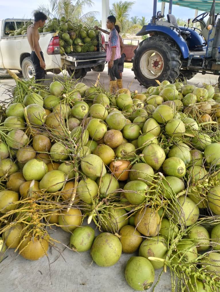 拖拉机旁边的地上放着一堆椰子。