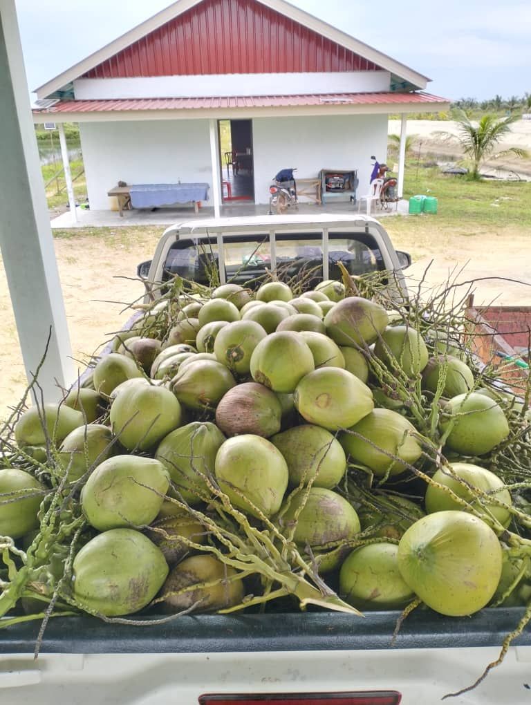 一辆装满椰子的卡车停在一所房子前面。