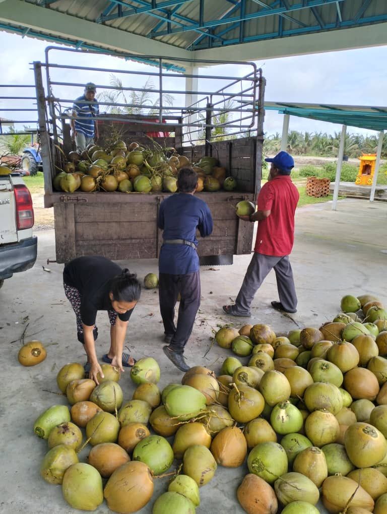一辆装满椰子的卡车正在装载椰子。