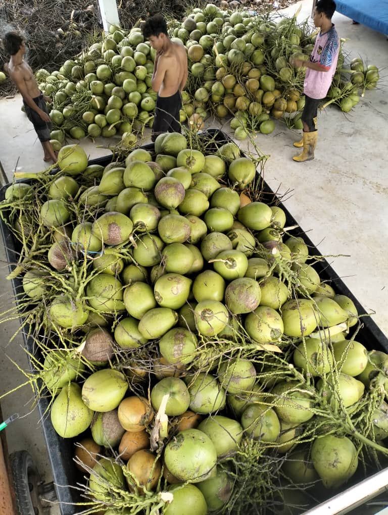 桌子上摆放着一堆椰子,一个叠一个。