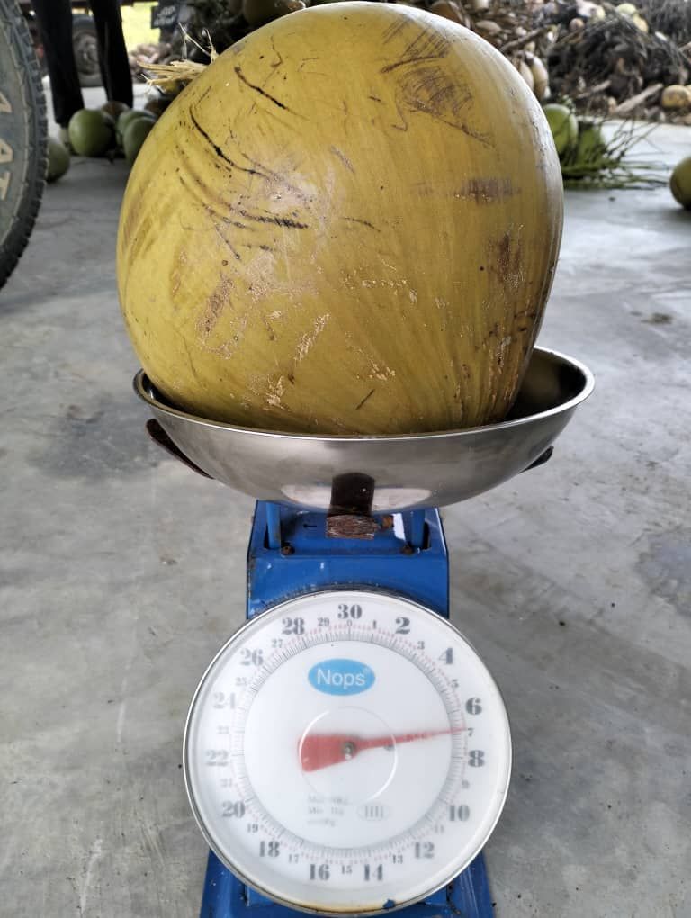 一个大椰子放在秤的顶部。