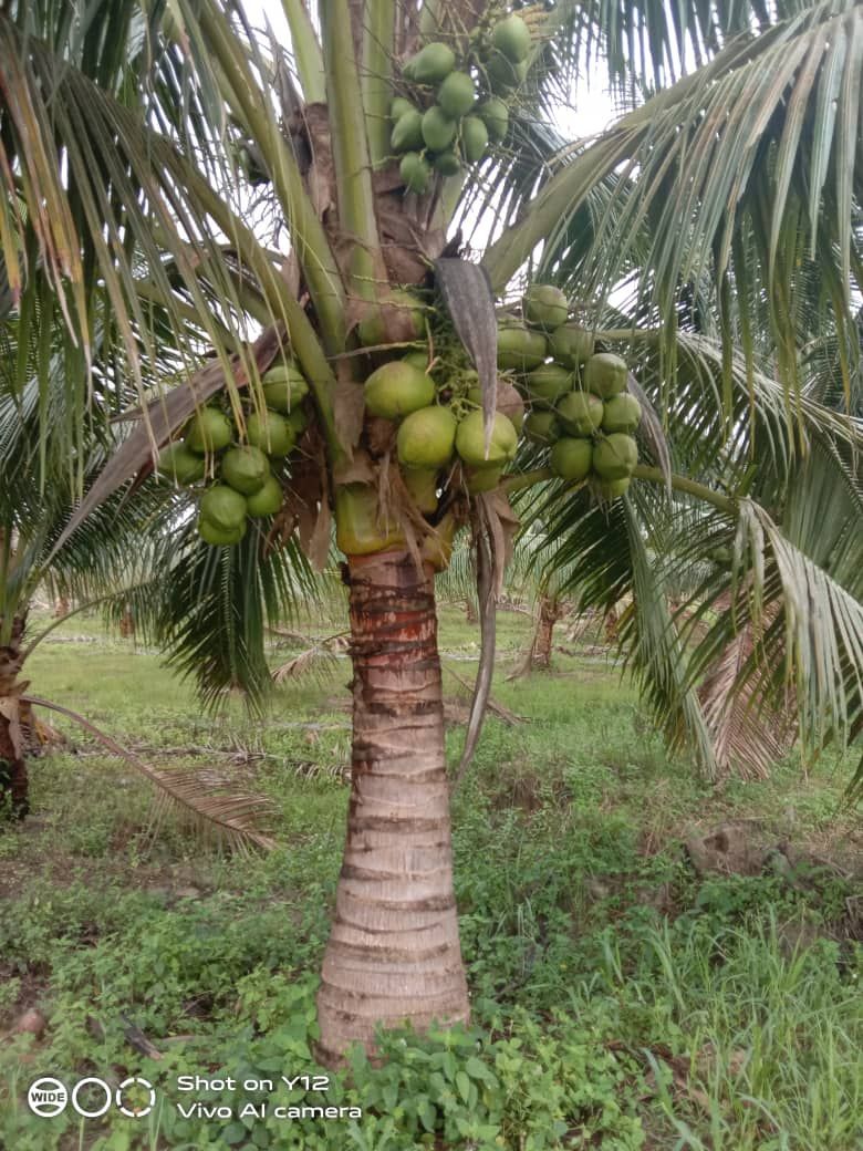 一棵结满许多椰子的椰子树。
