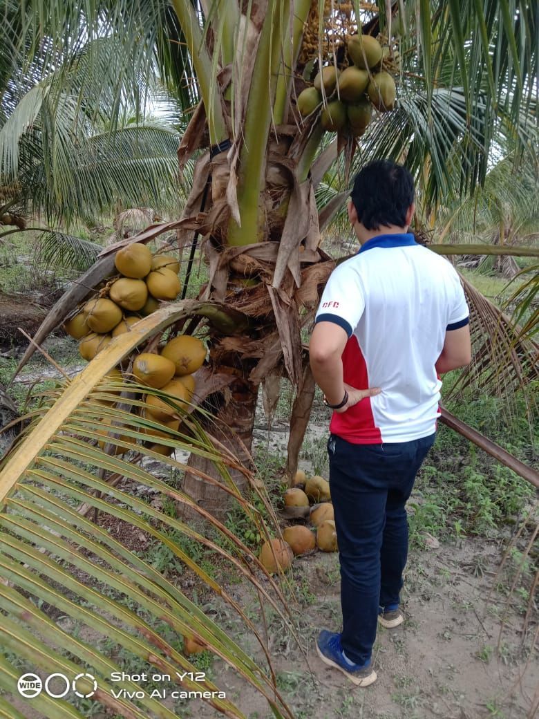 一名男子站在一棵椰子树前。