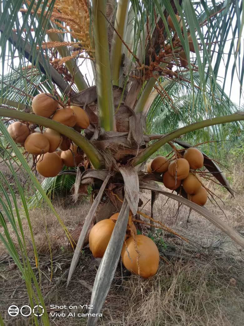 一棵结满许多椰子的椰子树。