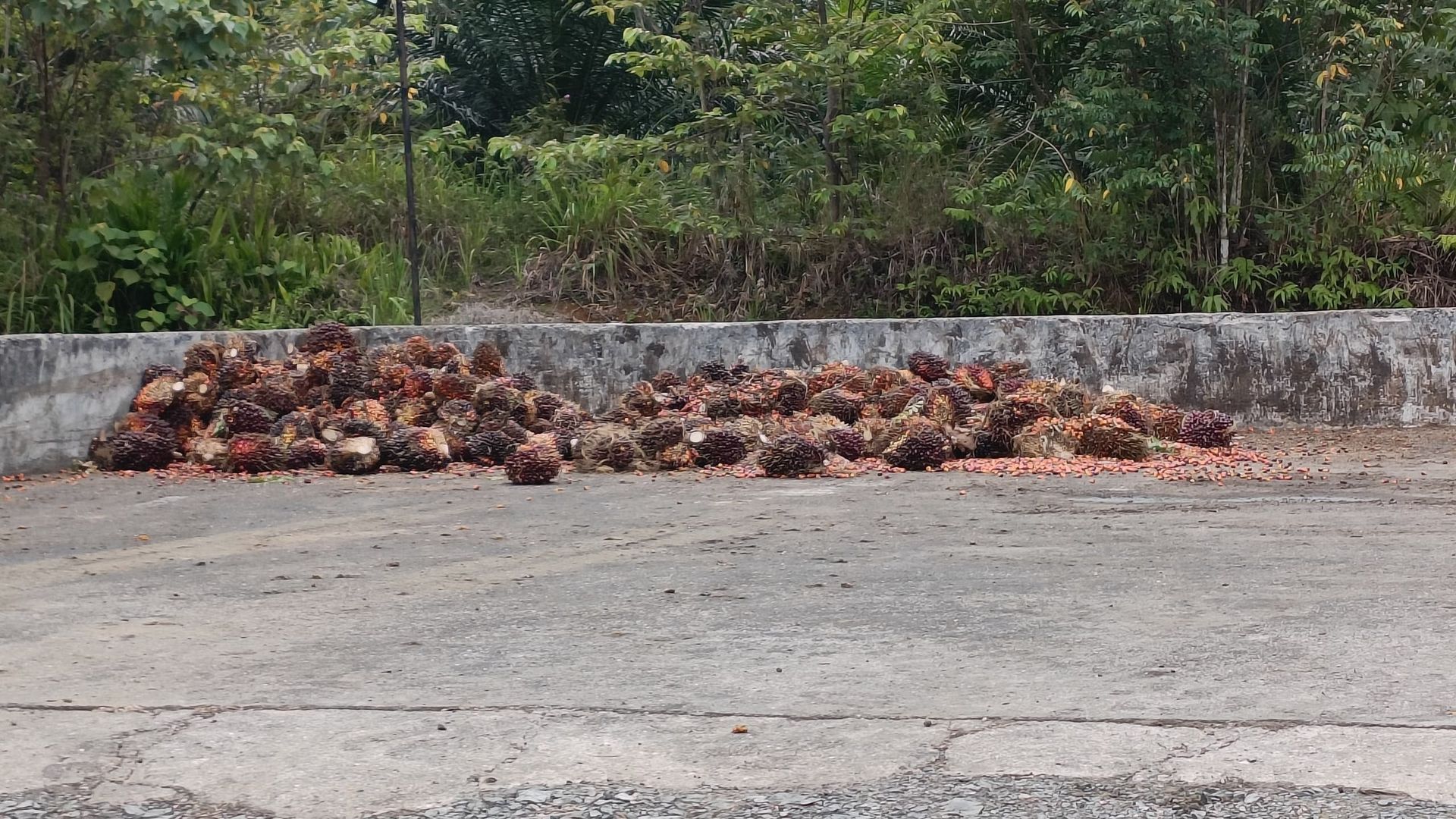 一堆棕榈树躺在墙边的地面上。