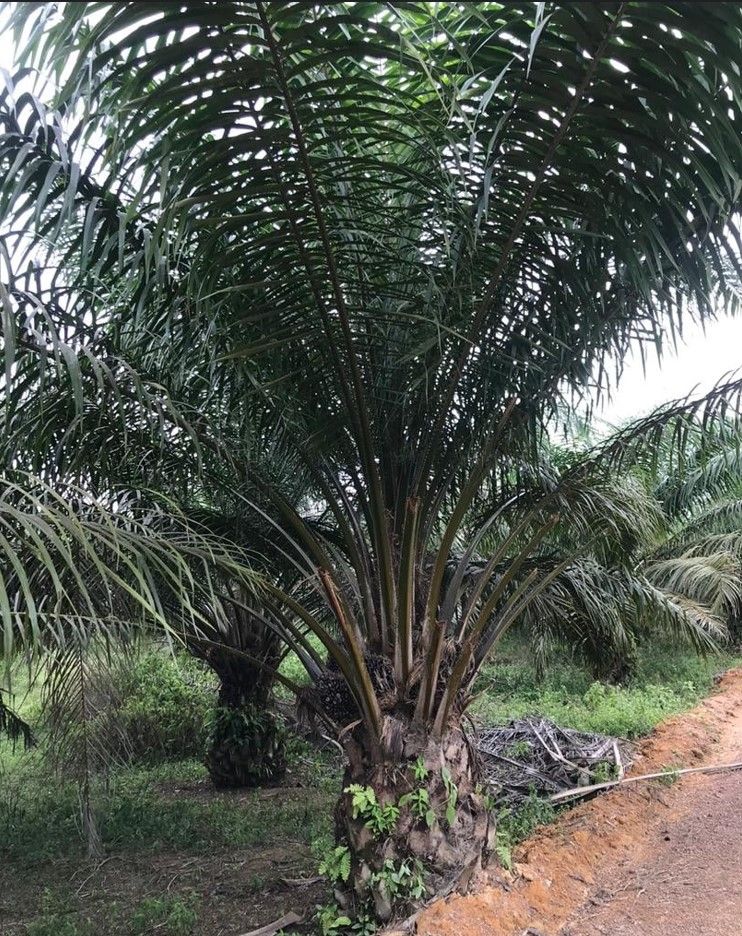 A palm tree is growing in a field next to a dirt road.