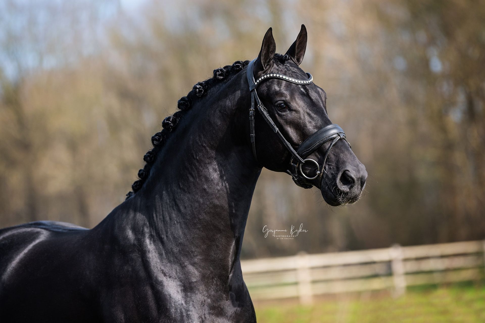 Afbeelding van Equi Match Agency | Verkoopbemiddeling, aankoopbemiddeling, marketing, paard, pony