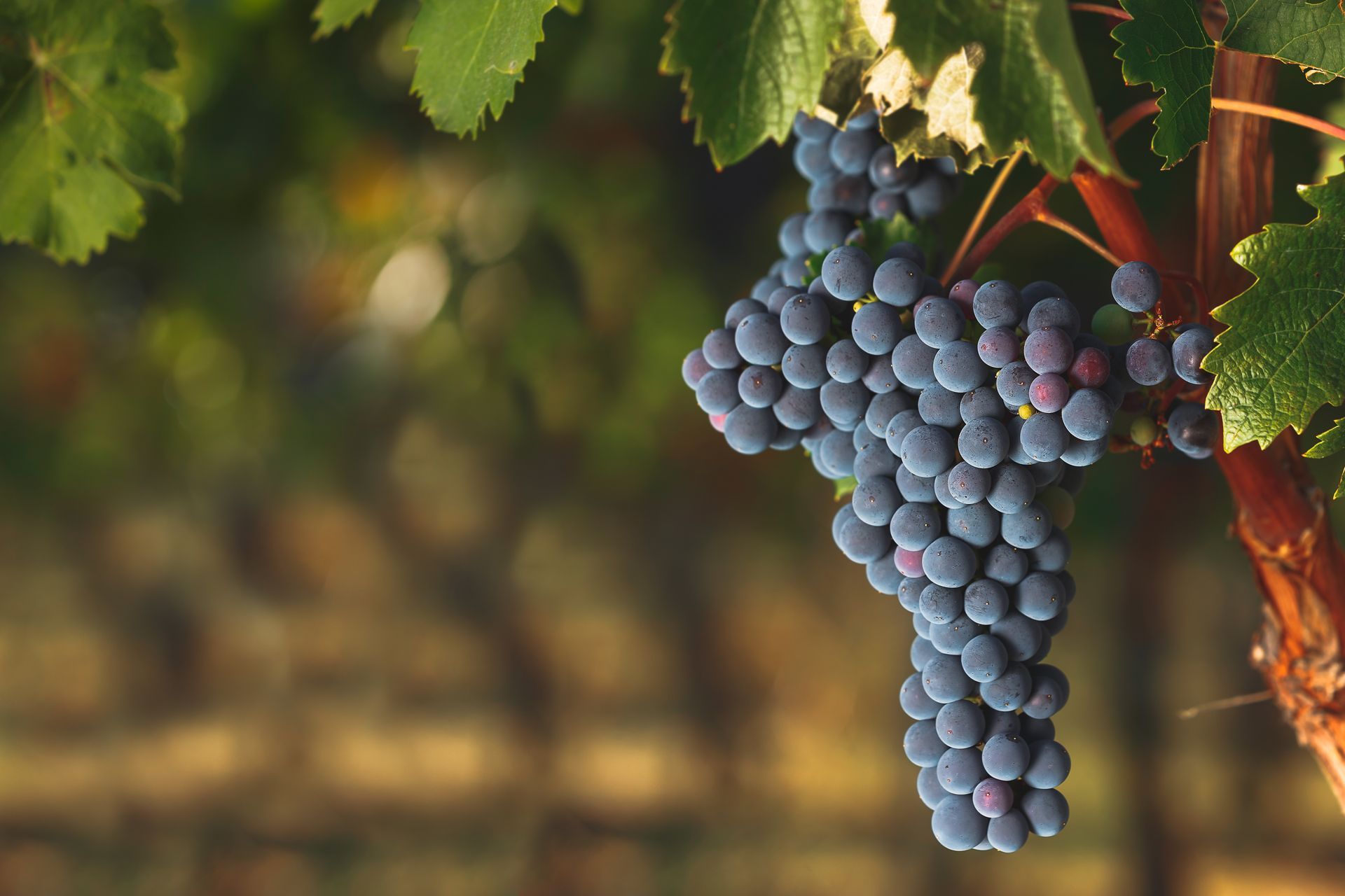 A bunch of grapes hanging from a vine in a vineyard.