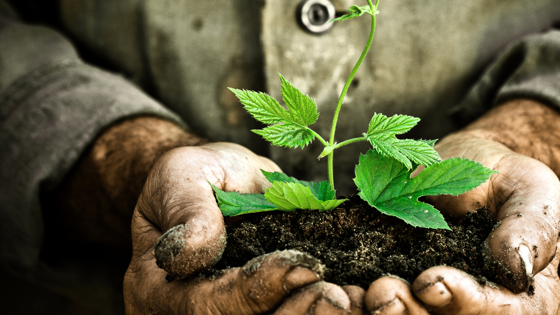 A person is holding a small plant in their hands.