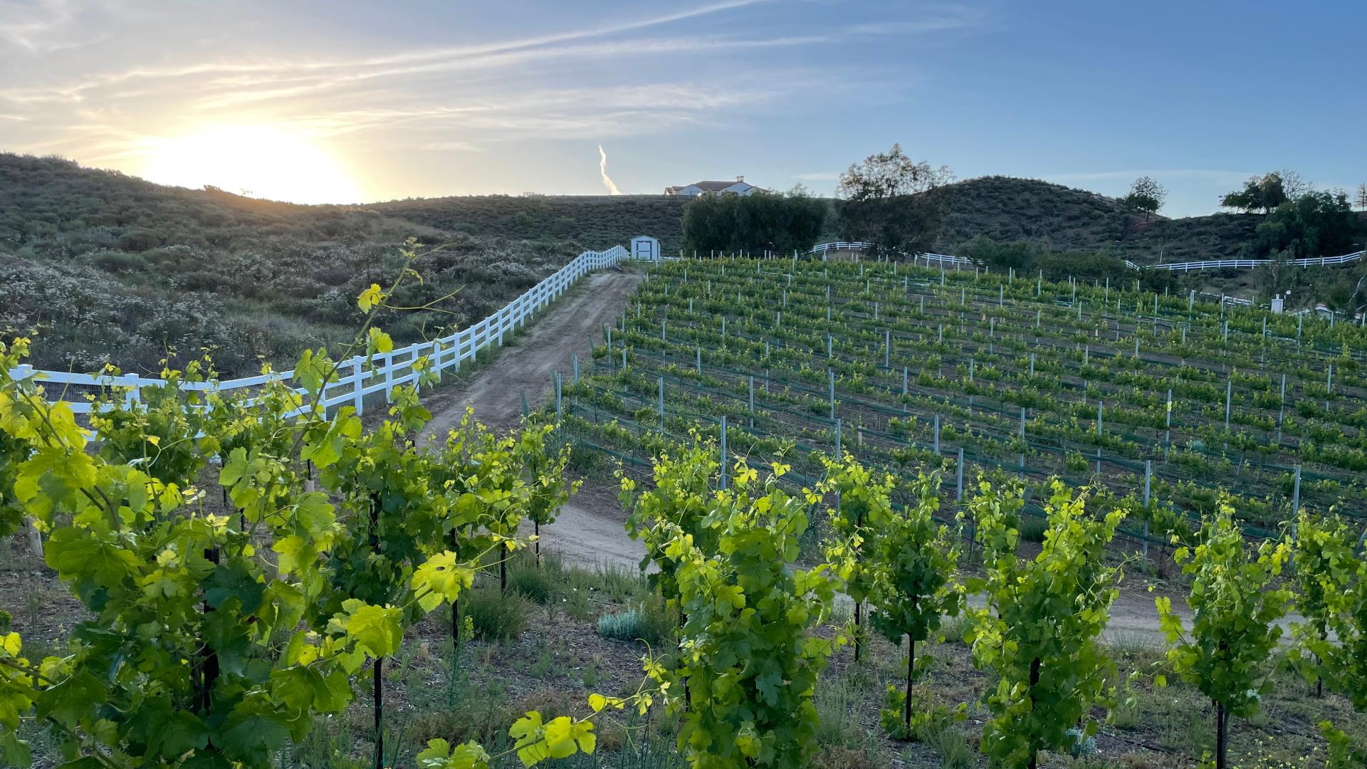 A vineyard with a white fence and a sunset in the background.