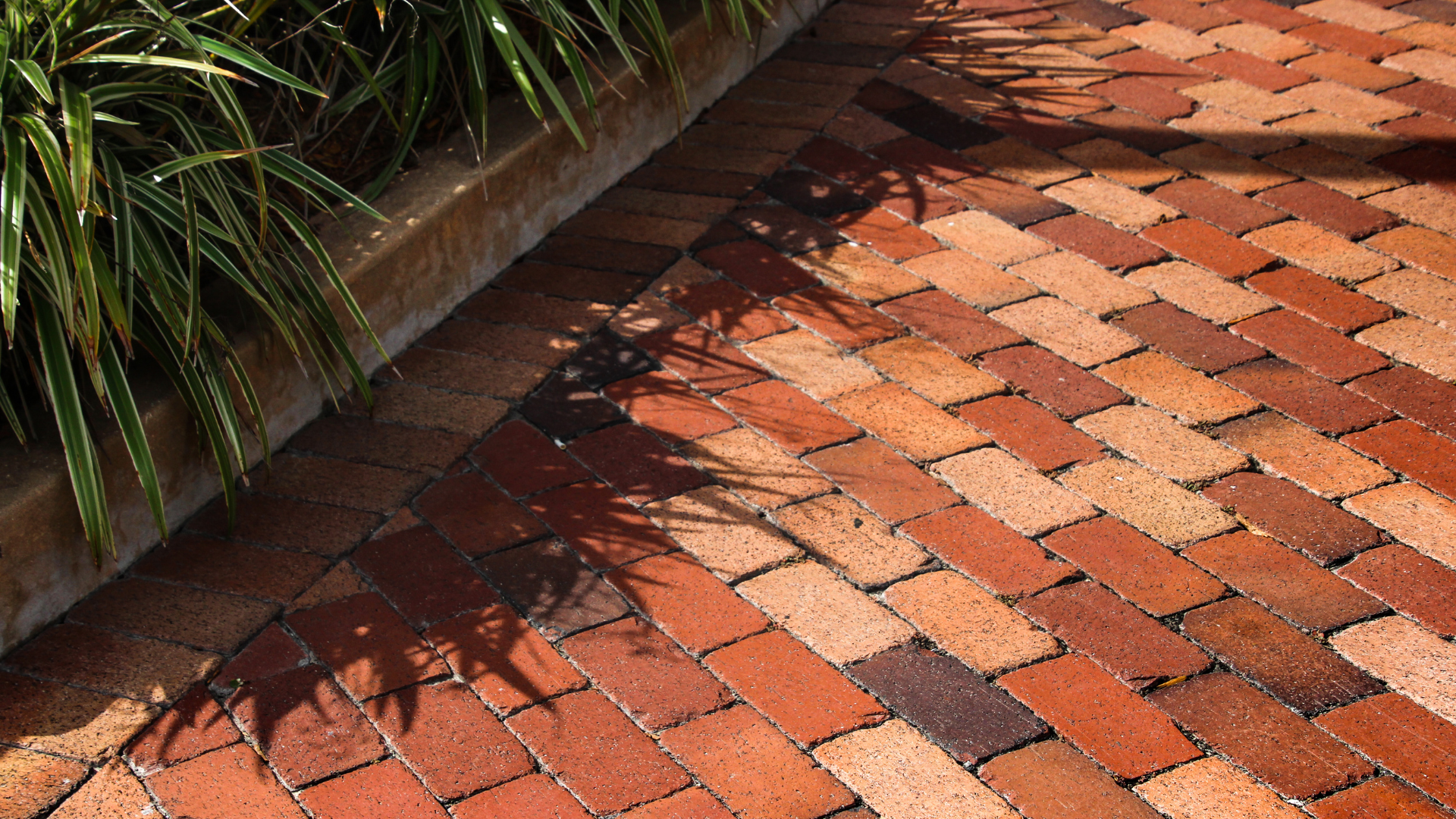 A close up of a brick walkway with a plant in the background.