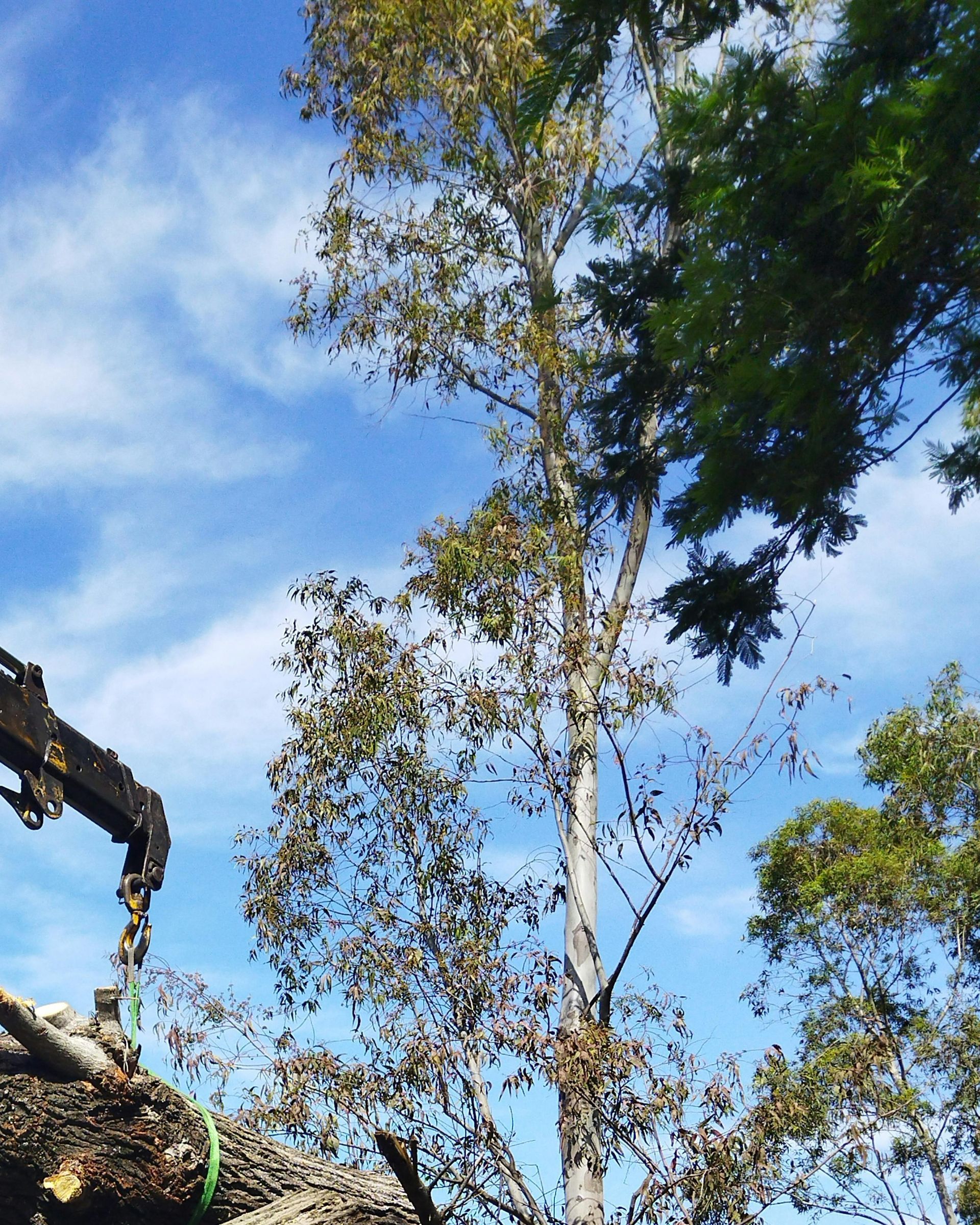 tree-service-oxnard-california
