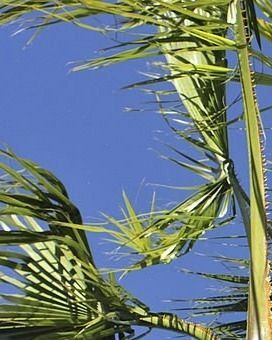 tree-service-oxnard-california