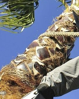 tree-service-oxnard-california