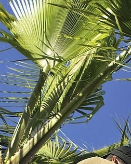 tree-service-oxnard-california