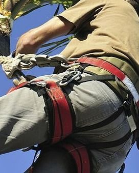 tree-service-oxnard-california