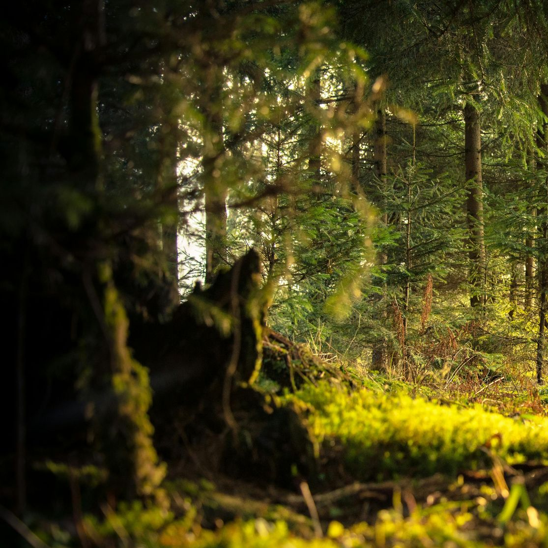 tree-service-oxnard-california