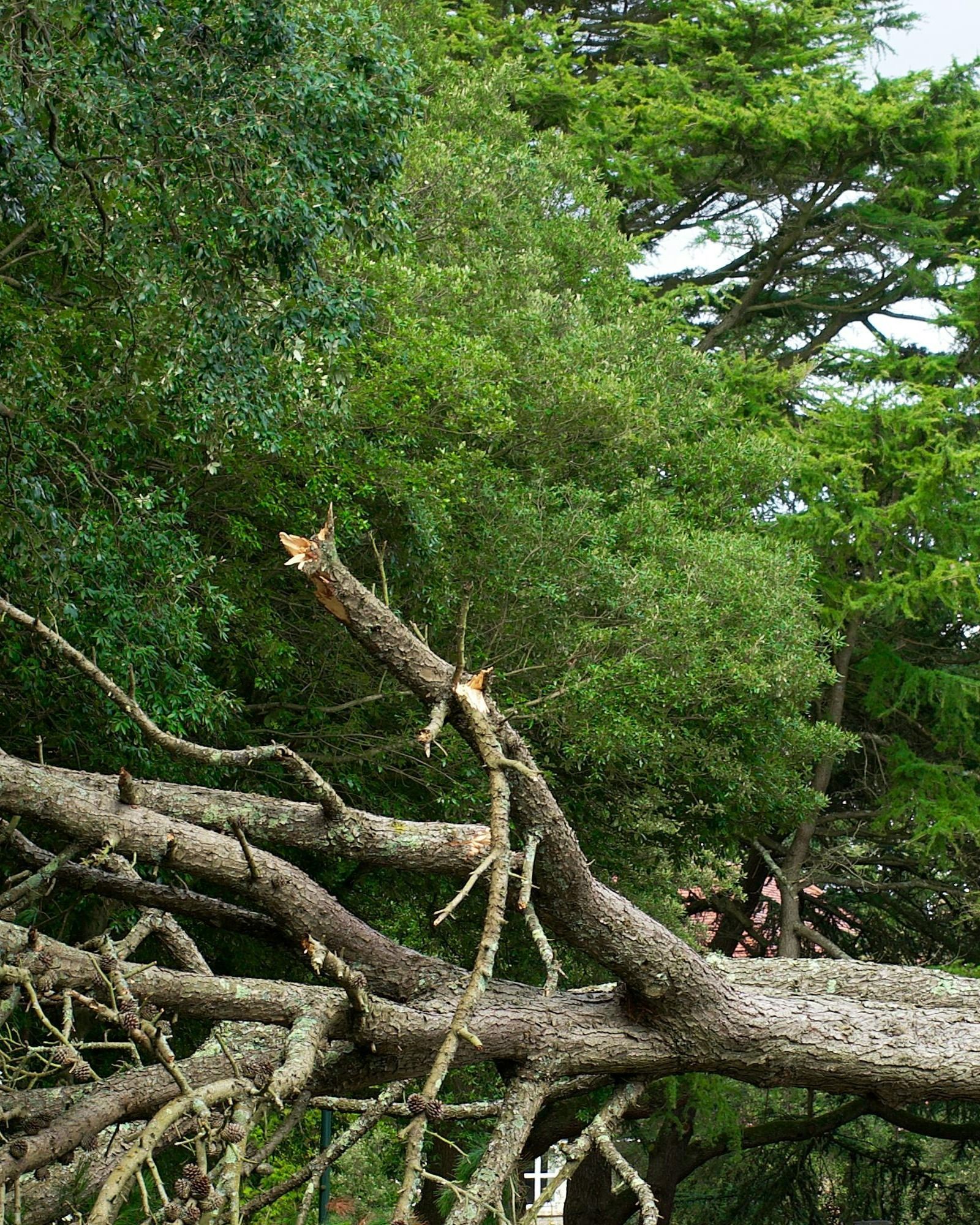 tree-service-oxnard-california