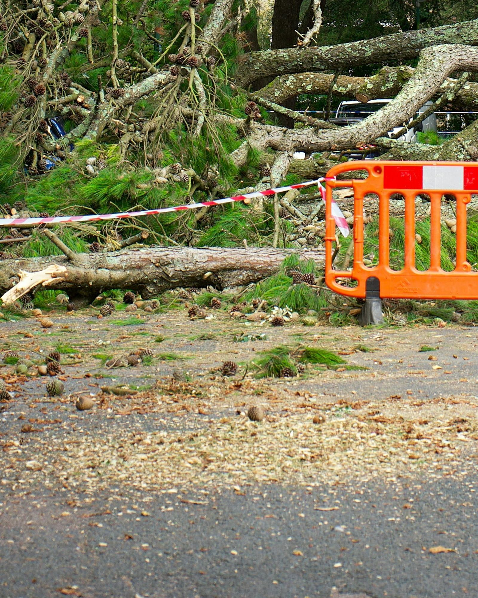 tree-service-oxnard-california