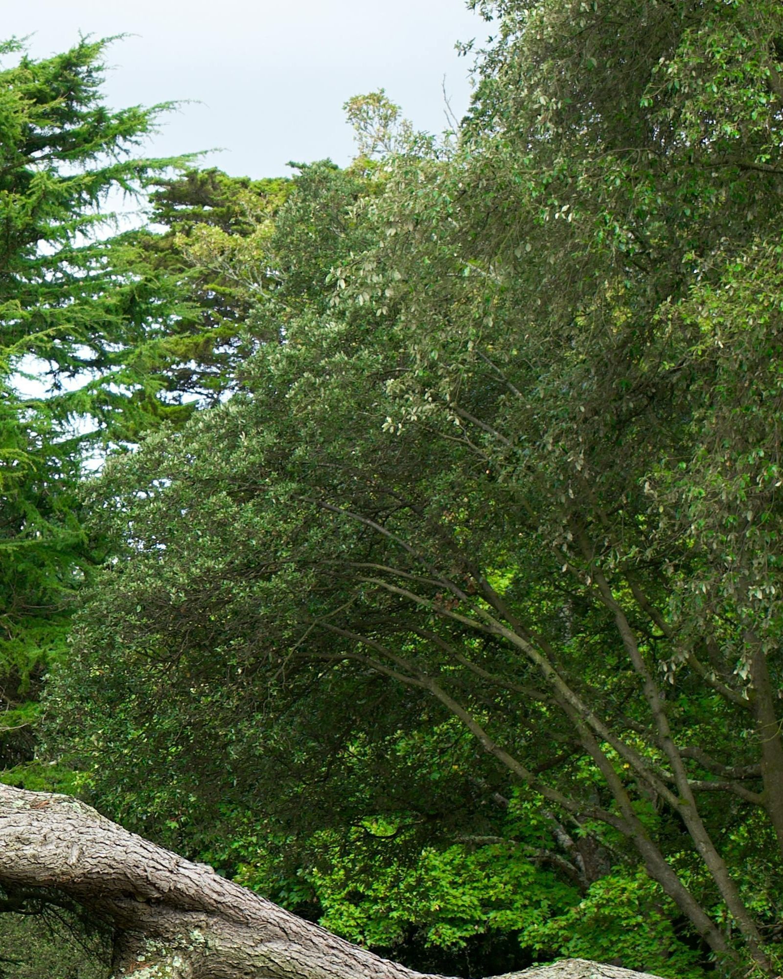 tree-service-oxnard-california