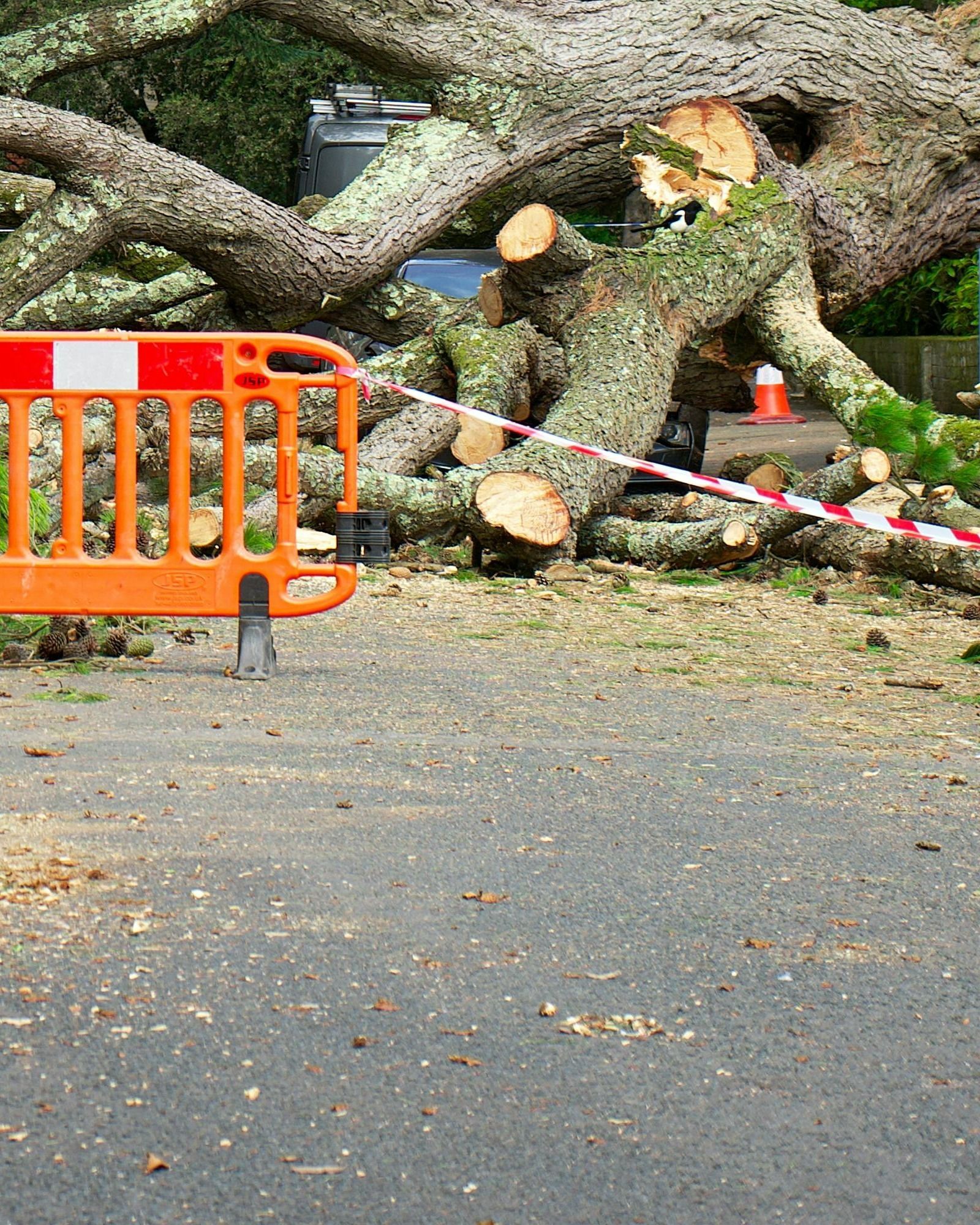 tree-service-oxnard-california