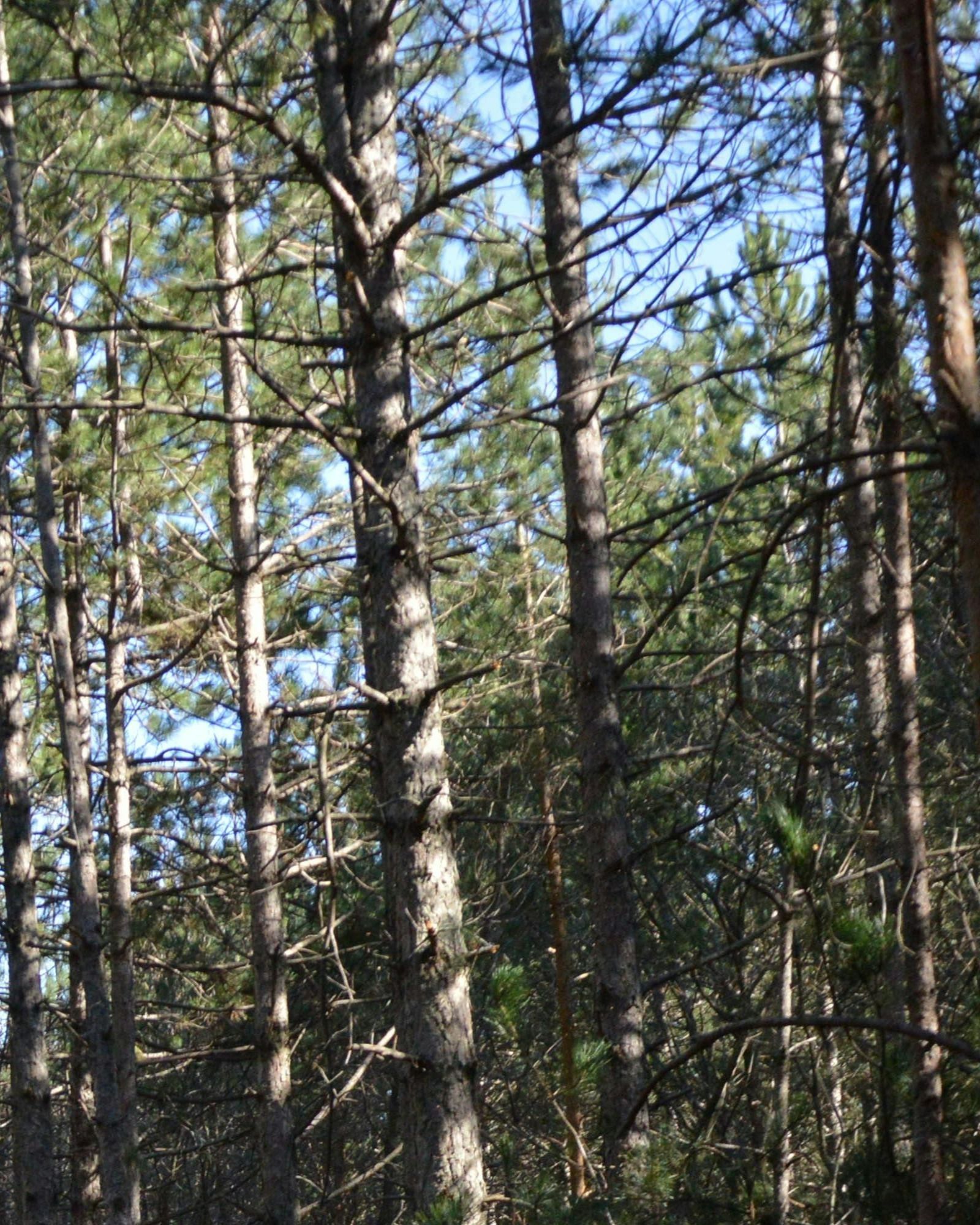 tree-service-oxnard-california