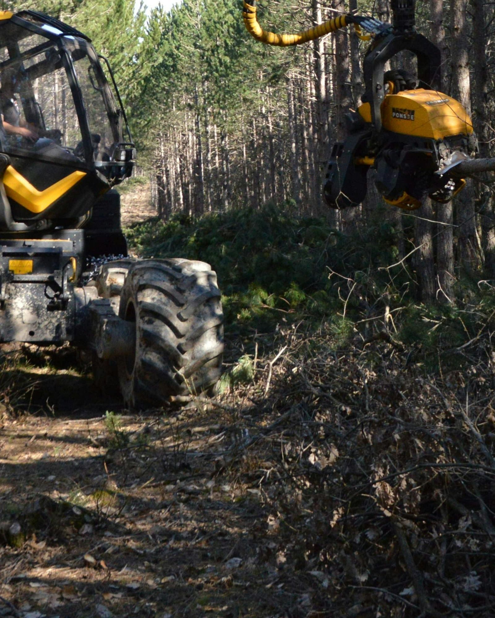tree-service-oxnard-california