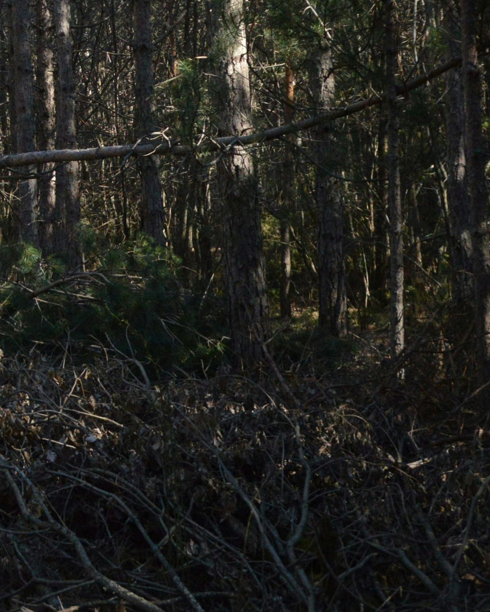 tree-service-oxnard-california