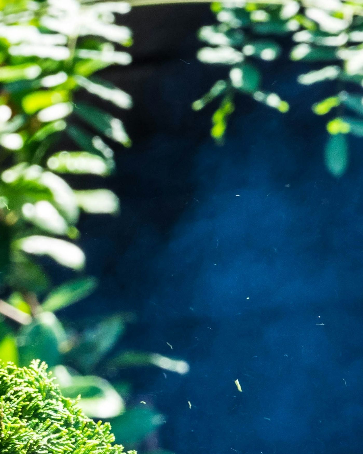 tree-service-oxnard-california