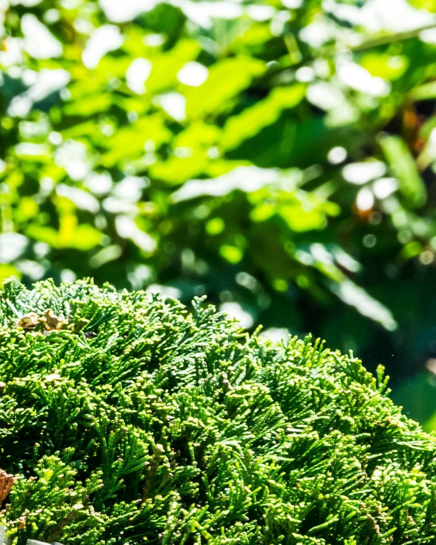 tree-service-oxnard-california