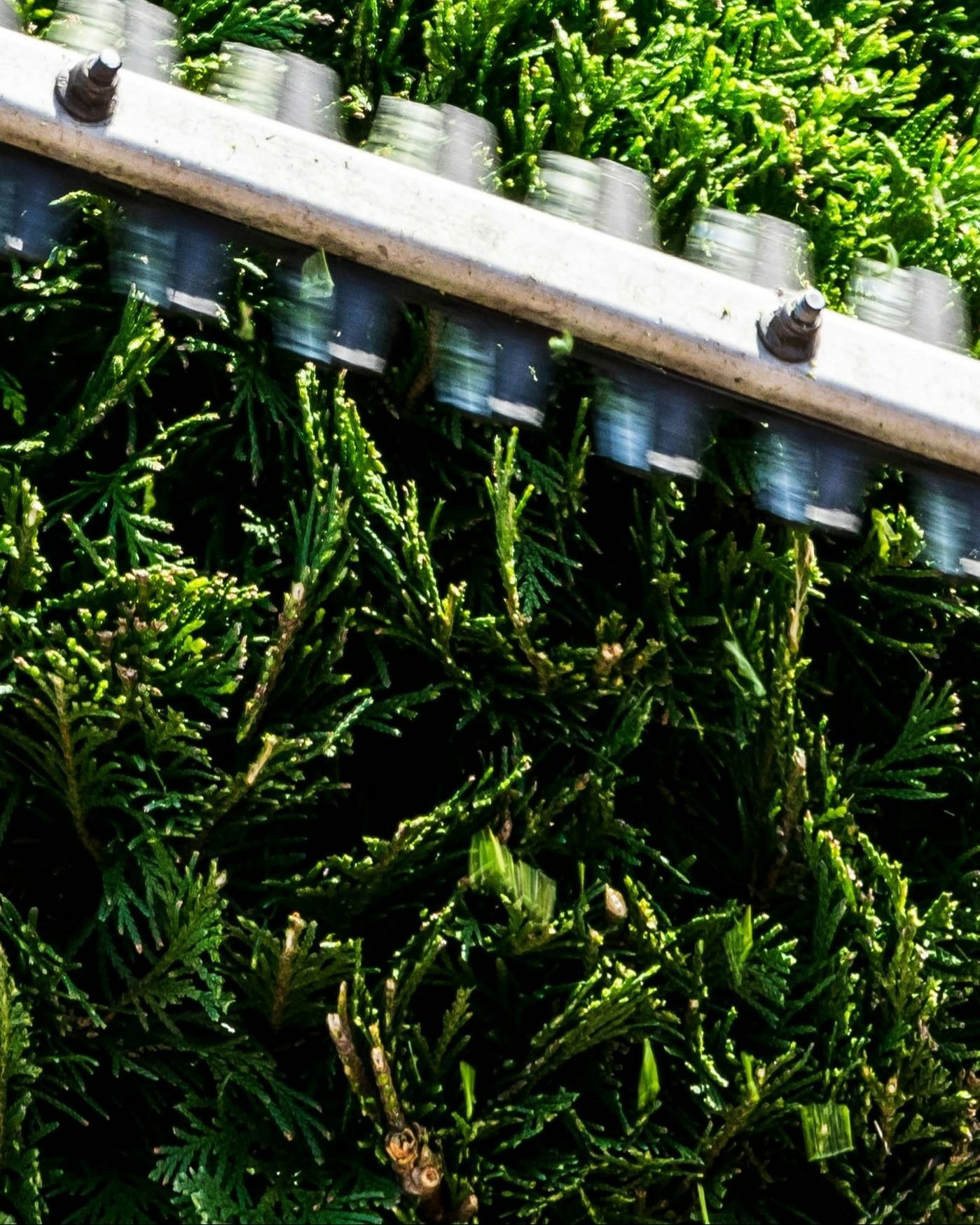 tree-service-oxnard-california