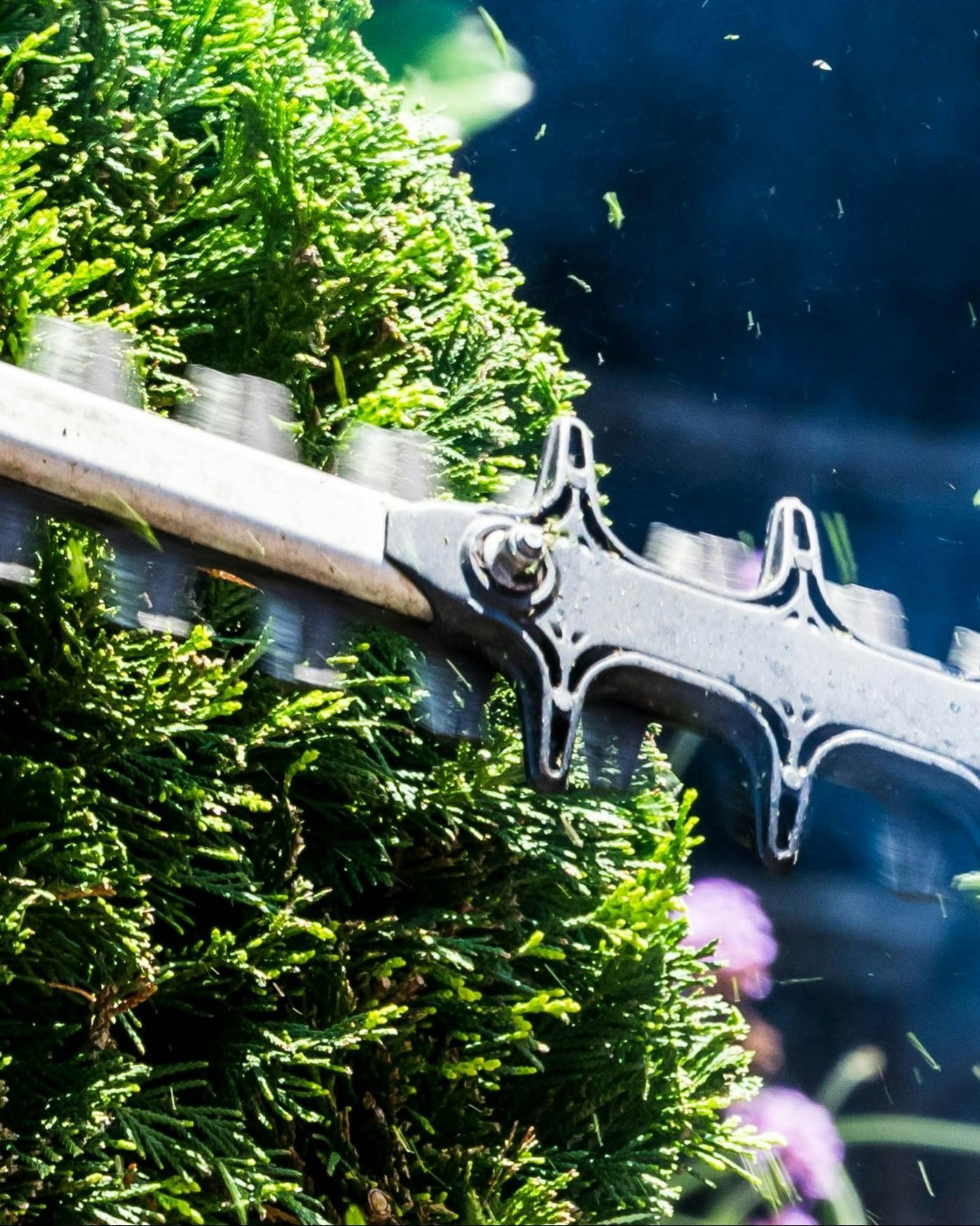 tree-service-oxnard-california