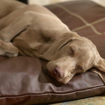 DOG BOARDING
