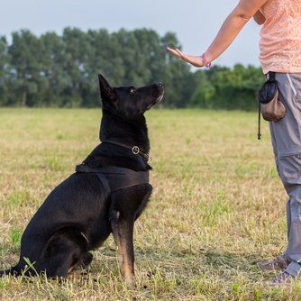 DOG TRAINING