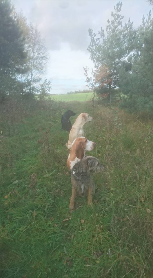 Dog Walking Wakefield, West Yorkshire: Chris Beech Dog Training & Walking Service