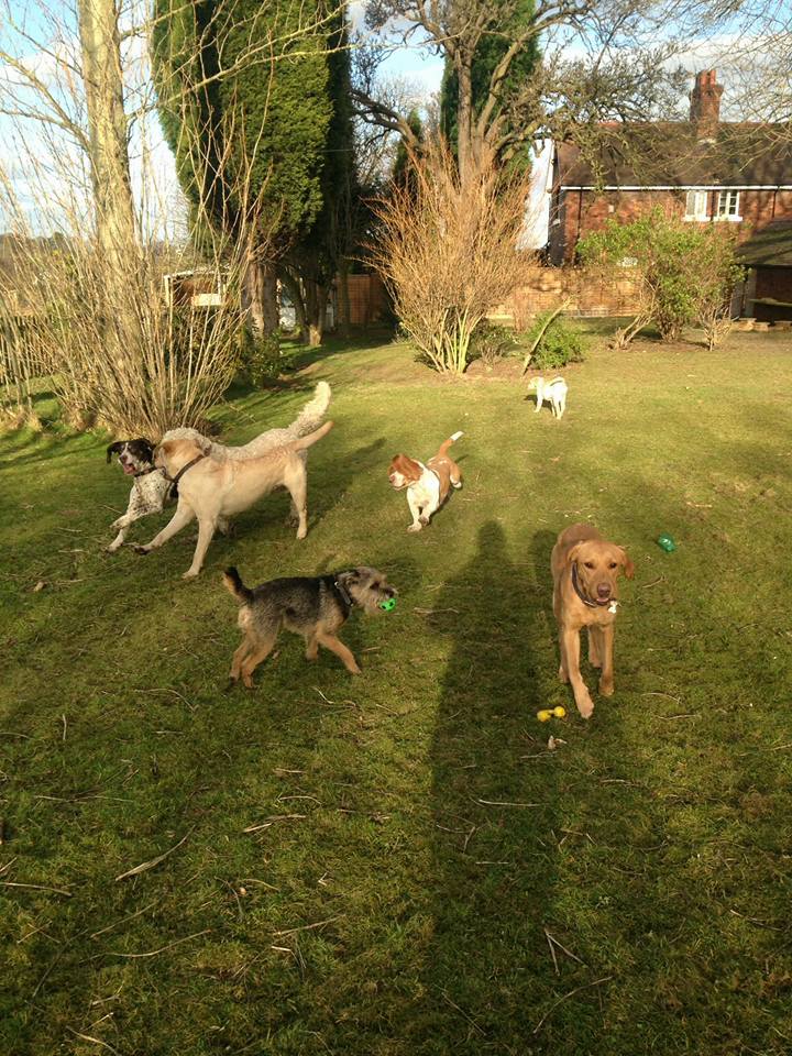 Dog Walking Wakefield, West Yorkshire: Chris Beech Dog Training & Walking Service