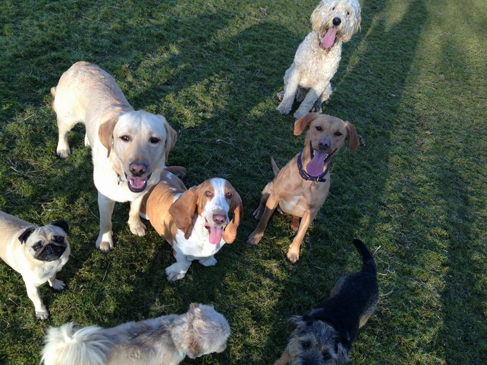 Dog Walking Wakefield, West Yorkshire: Chris Beech Dog Training & Walking Service