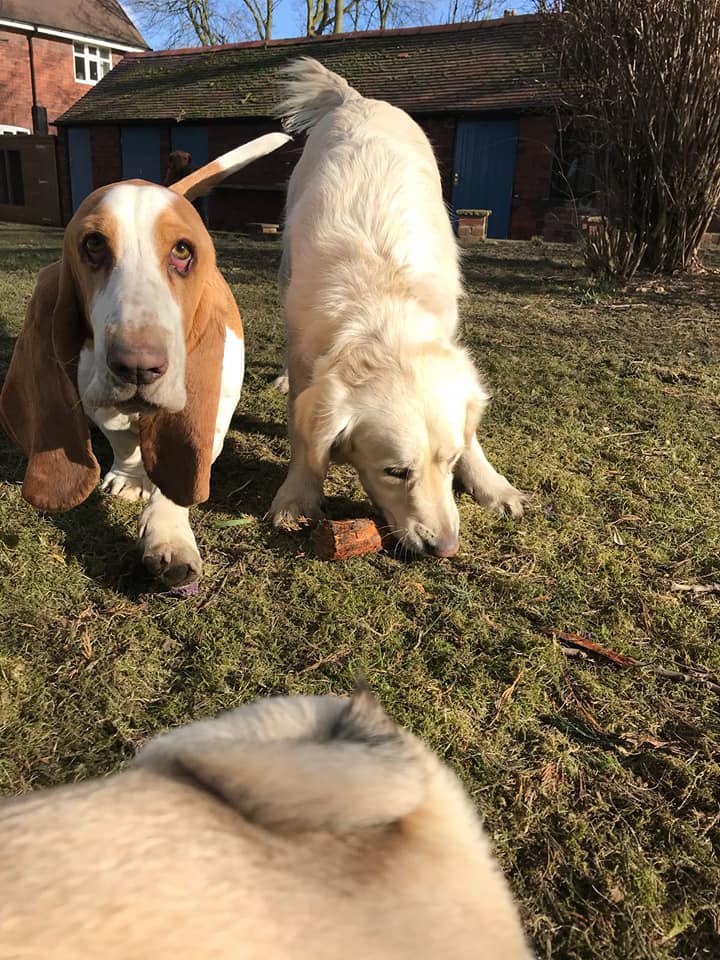 Dog Walking Wakefield, West Yorkshire: Chris Beech Dog Training & Walking Service