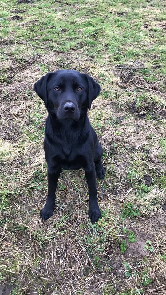 Dog Walking Wakefield, West Yorkshire: Chris Beech Dog Training & Walking Service