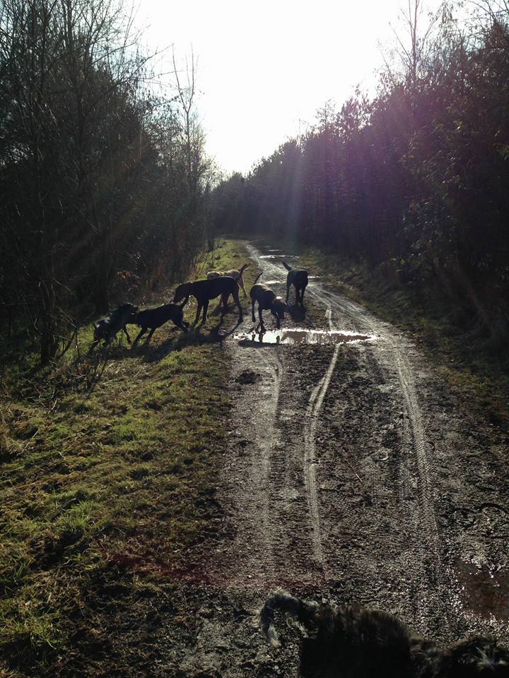 Dog Walking Wakefield, West Yorkshire: Chris Beech Dog Training & Walking Service