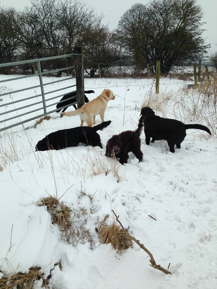 Dog Walking Wakefield, West Yorkshire: Chris Beech Dog Training & Walking Service